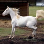 cremello horse 1