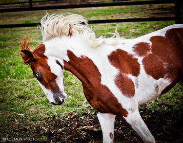 chestnut paint stallion