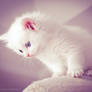 white ragdoll kitten