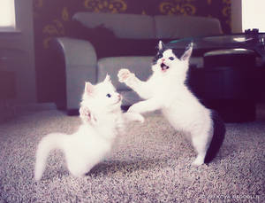 dancing cats