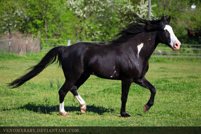 black overo stallion 1