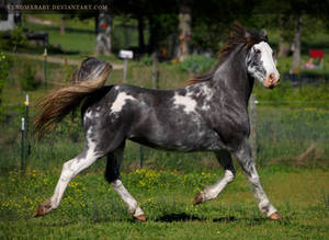 gray roan sabino mare 1