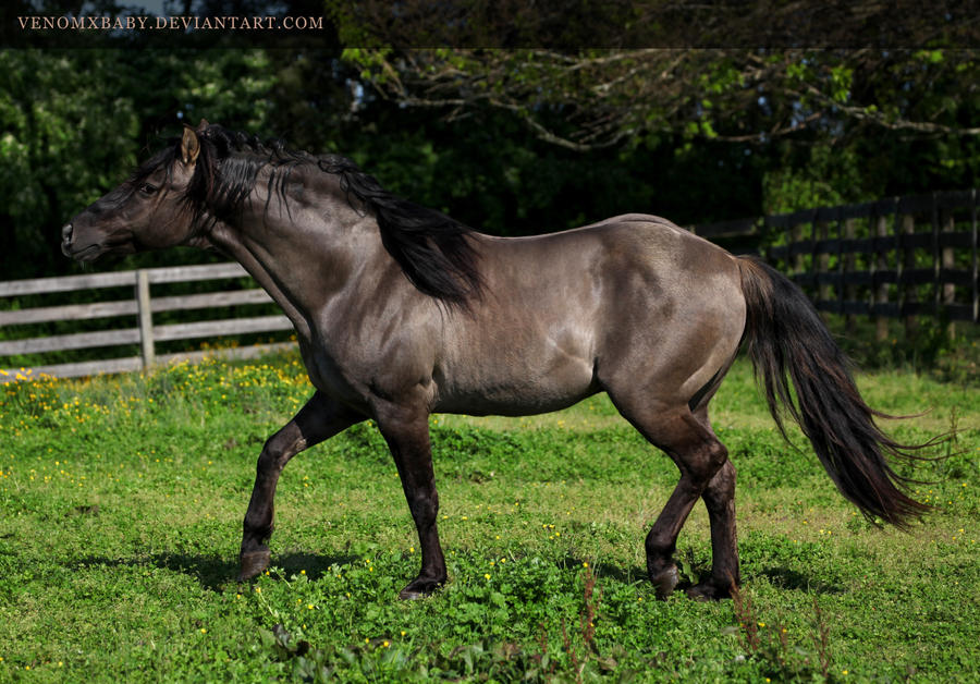grullo stallion 1