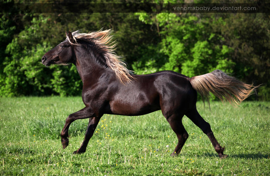 silver dapple stallion 1