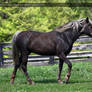 silver dapple mare 1