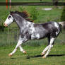 gray roan sabino mare 2