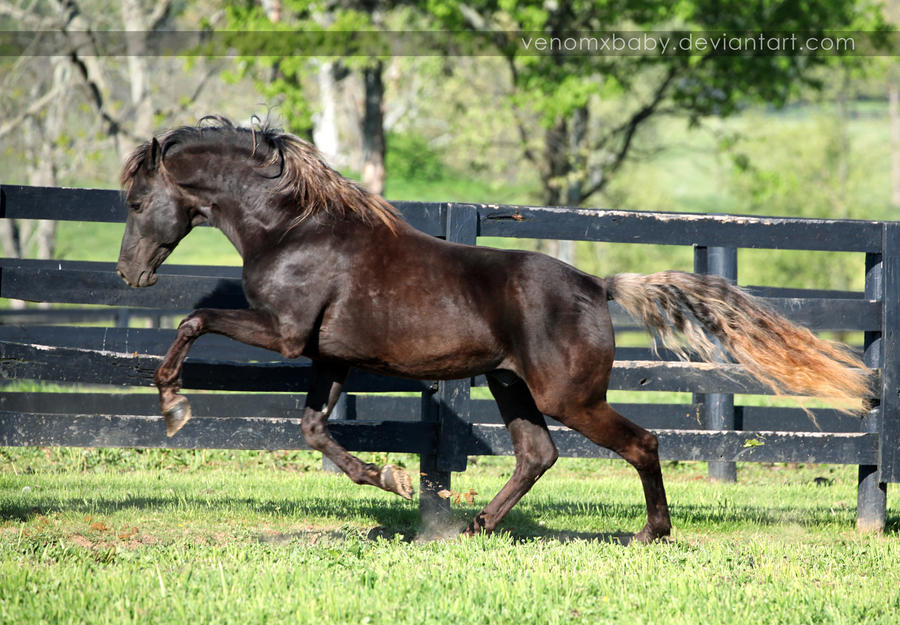 chocolate rocky stallion 1