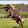 chocolate RMH colt 1