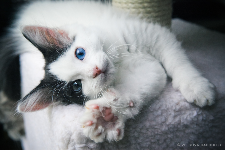 odd-eyed ragdoll kitten