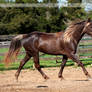 flaxen chocolate mare 1