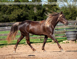 flaxen chocolate mare 1