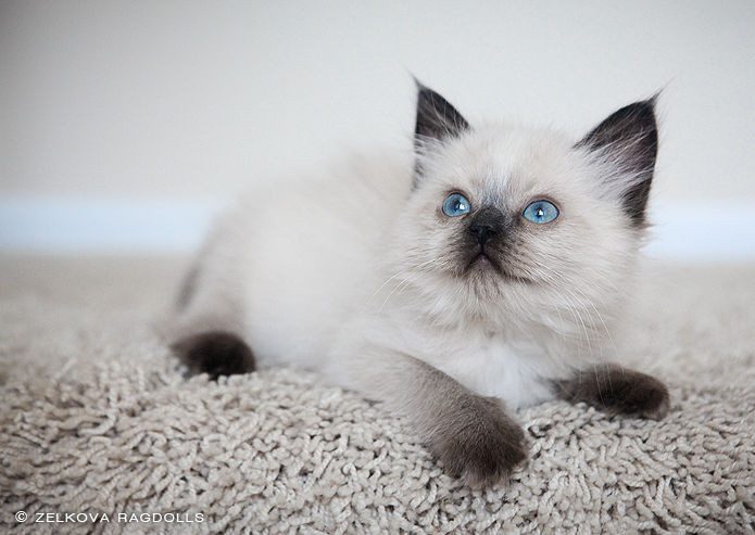 Seal Point Ragdoll Kitten By Venomxbaby On Deviantart