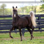 silver dapple colt 1