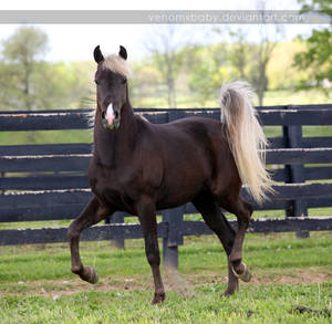 silver dapple colt 1