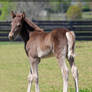 brown foal 1