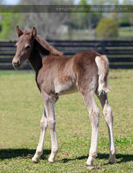 brown foal 1