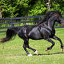 black stallion 2