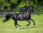 black stallion 2