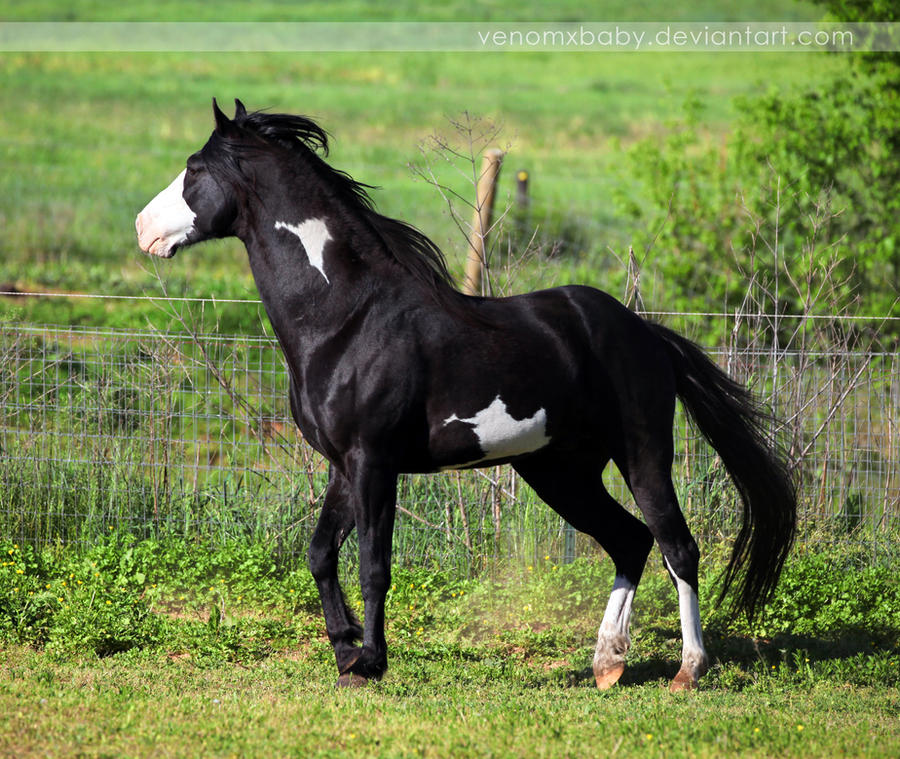 black overo stallion 3