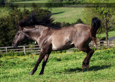 grullo stallion 2