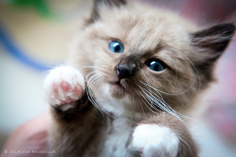 seal mink kitten