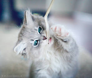 silver ragdoll kitten