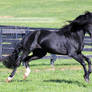 black stallion 3