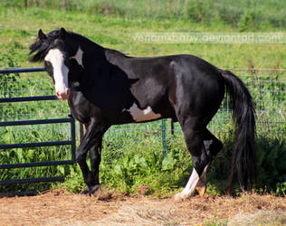 black overo stallion 4