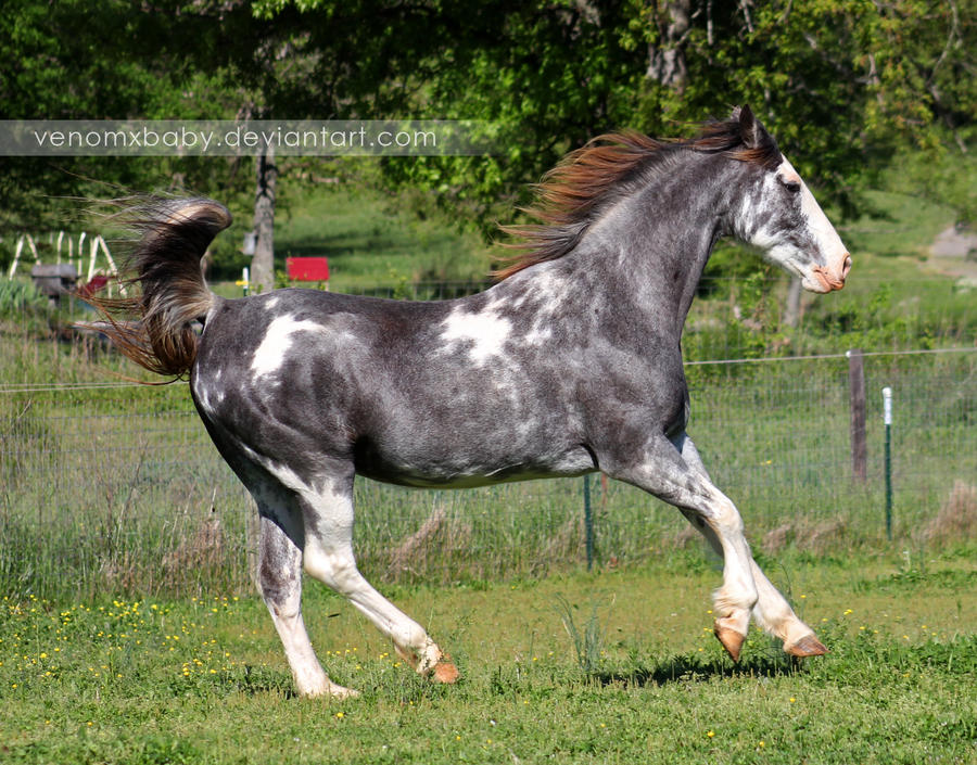 gray roan sabino mare 4