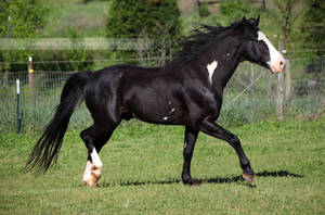 black overo stallion 5