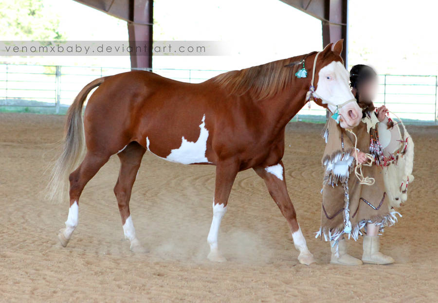 red chestnut overo paint 1 by venomxbaby