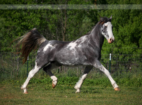 gray roan sabino mare 5