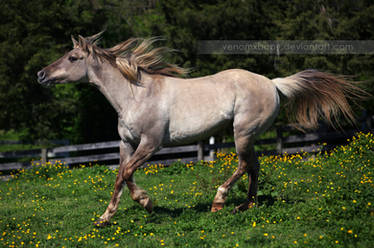 silver grulla mare 3