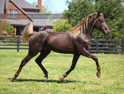 chocolate rmh colt 3