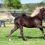 silver dapple colt 3