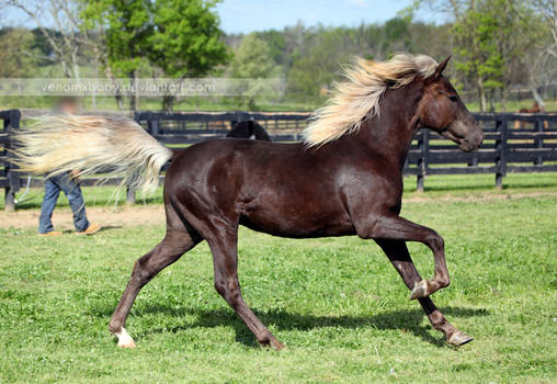 silver dapple colt 3