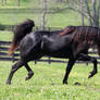 black stallion 6