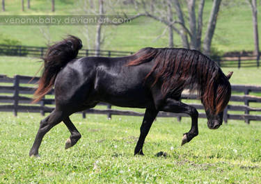 black stallion 6
