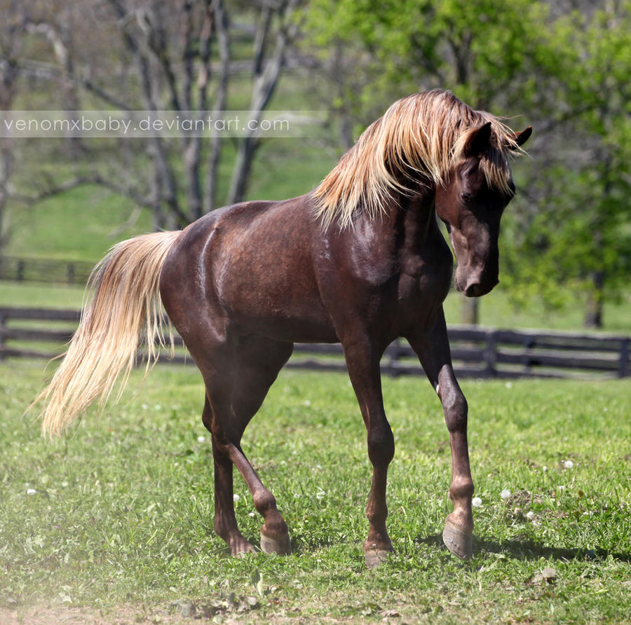 silver dapple colt 4