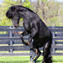 black stallion rearing 2