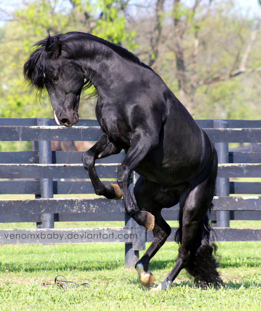 black stallion rearing 2