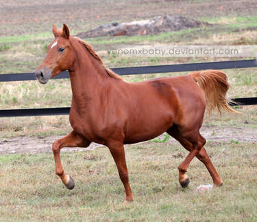 chestnut saddlebred mare 1