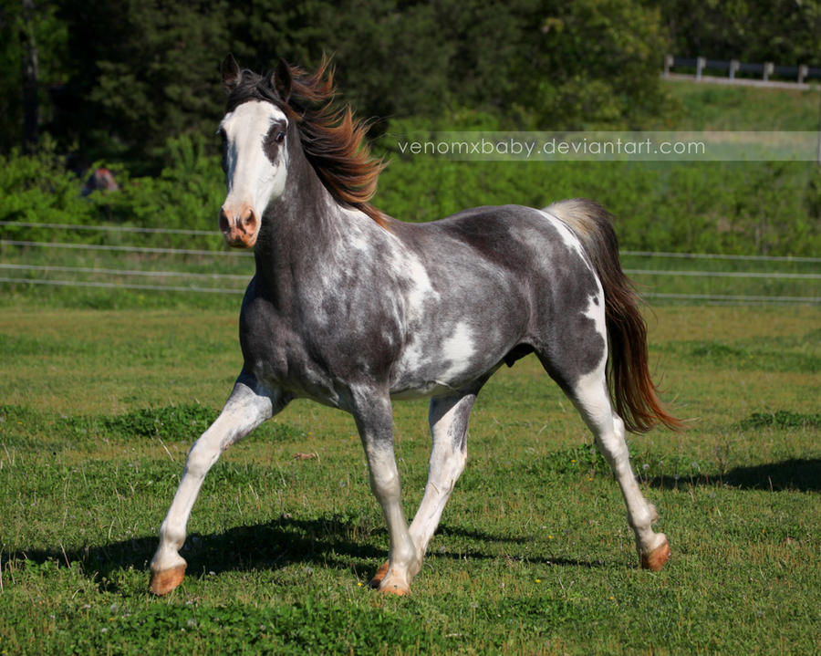 gray roan sabino mare 7