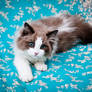 seal mink ragdoll kitten