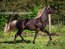 silver dapple stallion 3