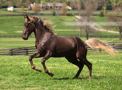 rocky mountain horse rearing