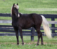 silver dapple colt 6