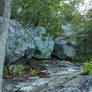 rocky forest path clearing