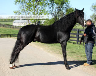 black stallion 7
