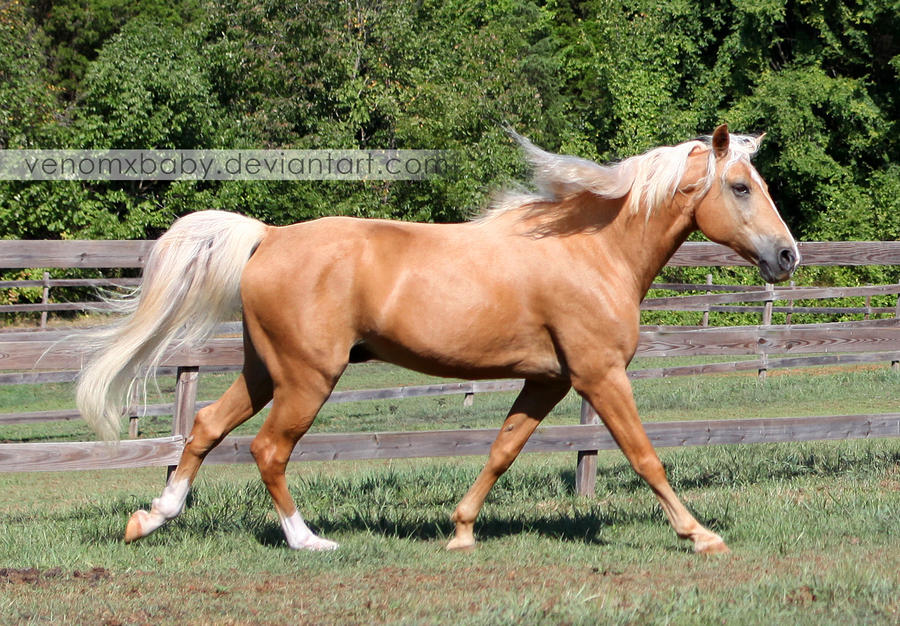 Palomino Tennessee Walker Horse 1